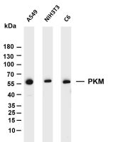 PKM (PT0080R) PT® Rabbit mAb