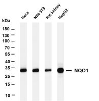 NQO1 (PT0071R) PT® Rabbit mAb