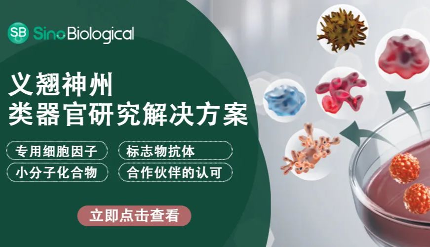 类器官芯片：AI加持下的“人体实验室”，能否终结动物实验时代？