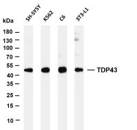 TDP43 (PT0126R) PT® Rabbit mAb