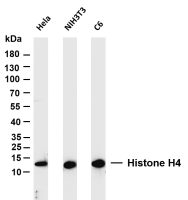 Histone H4 (PT0151R) PT® Rabbit mAb