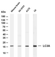 LC3A (PT0130R) PT® Rabbit mAb