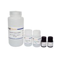 BeyoWB™ 30分钟Western检测试剂盒