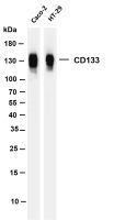 CD133 (PT0142R) PT® Rabbit mAb