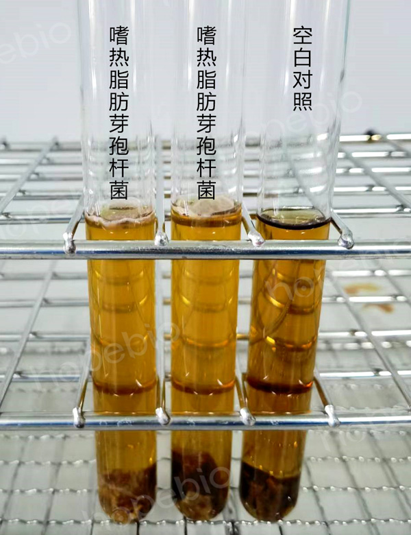 肝汤的试验方法与现象