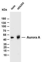 Aurora A (PT0150R) PT® Rabbit mAb