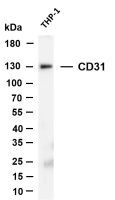 CD31 (PT0141R) PT® Rabbit mAb