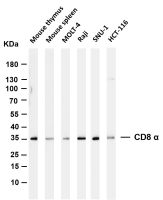 CD8 α (PT0117R) PT® Rabbit mAb