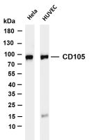 CD105 (PT0152R) PT® Rabbit mAb