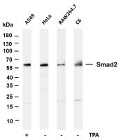 Smad2 (PT0111R) PT® Rabbit mAb