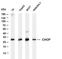 CHOP (PT0105R) PT® Rabbit mAb