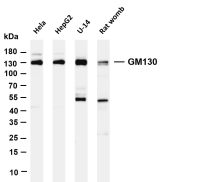 GM130 (PT0159R) PT® Rabbit mAb