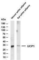 UCP1 (PT0090R) PT® Rabbit mAb