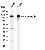 Nucleolin (PT0100R) PT® Rabbit mAb