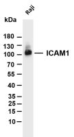 ICAM1 (PT0133R) PT® Rabbit mAb