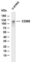 CD68 (PT0098R) PT® Rabbit mAb
