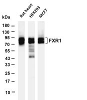 Caldesmon (PT0695R) PT® Rabbit mAb