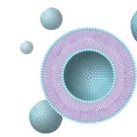 负载姜黄素(Curcumin)和胡椒碱(Piperine)的脂质体