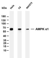 AMPK α1 (PT0165R) PT® Rabbit mAb