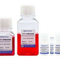 hPSC诱导分化神经干/祖细胞试剂盒