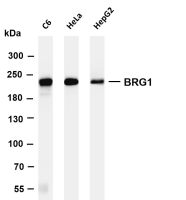 BRG1 (PT0157R) PT® Rabbit mAb