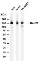 Rad21 (PT0134R) PT® Rabbit mAb