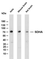 Zap-70 (Phospho Tyr319)/Syk (Phospho Tyr352) (PT0710R) PT® Rabbit mAb