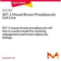 默克Merck WT-1 Mouse Immortalized Brown Preadipocyte Cell Line