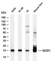 SOD1 (PT0113R) PT® Rabbit mAb