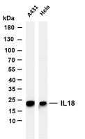 IL18 (PT0148R) PT® Rabbit mAb