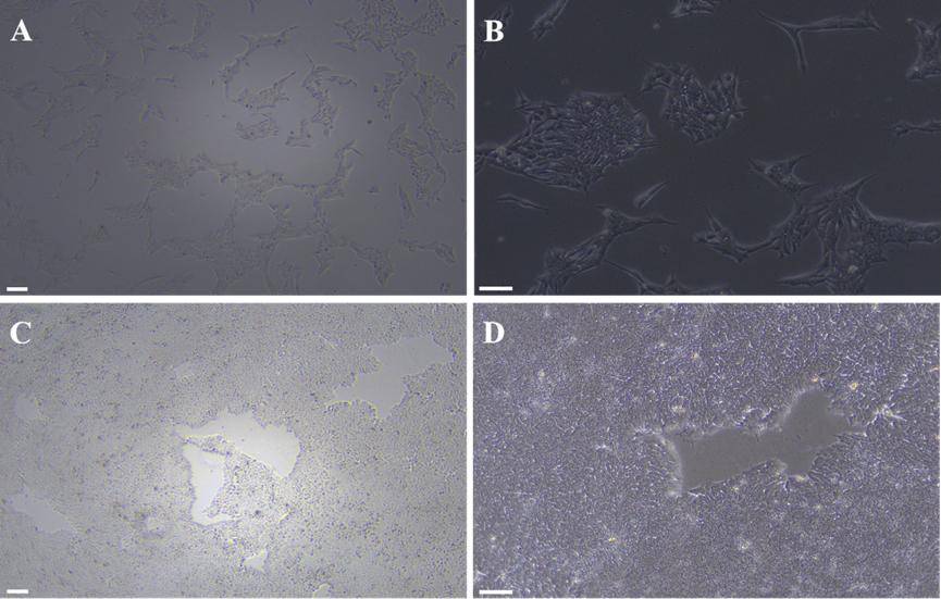 hESC/iPSC 传代工作液(无酶)