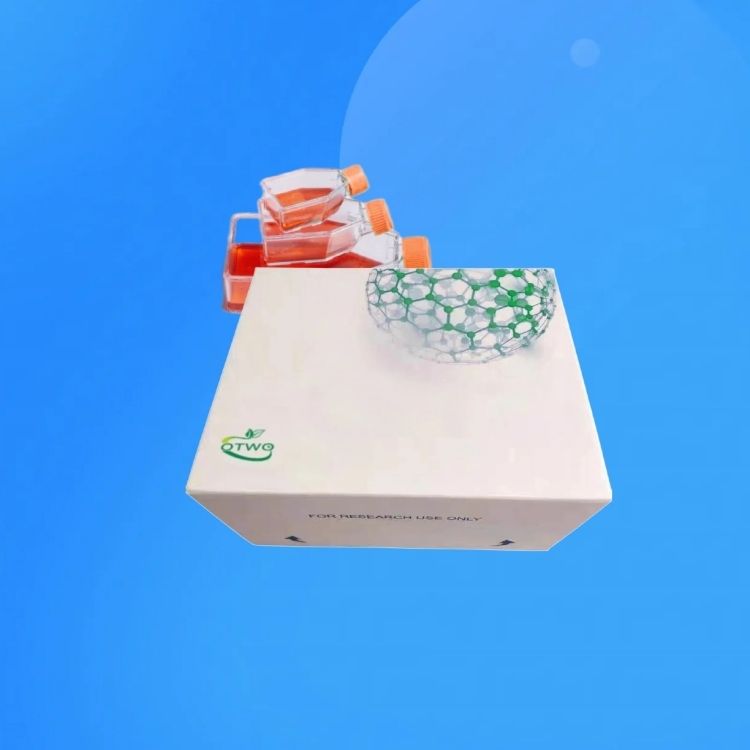 BEAS-2B人正常肺上皮细胞|BEAS-2B细胞系|Human Normal Lung Epithelial Cells