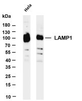 LAMP1 (PT0104R) PT® Rabbit mAb