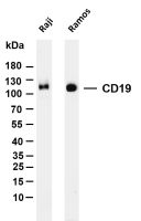 CD19 (PT0089R) PT® Rabbit mAb