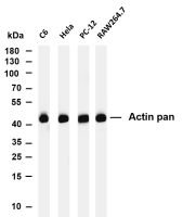 Actin (pan) (PT0145R) PT® Rabbit mAb