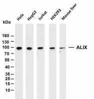 ALIX (PT0109R) PT® Rabbit mAb