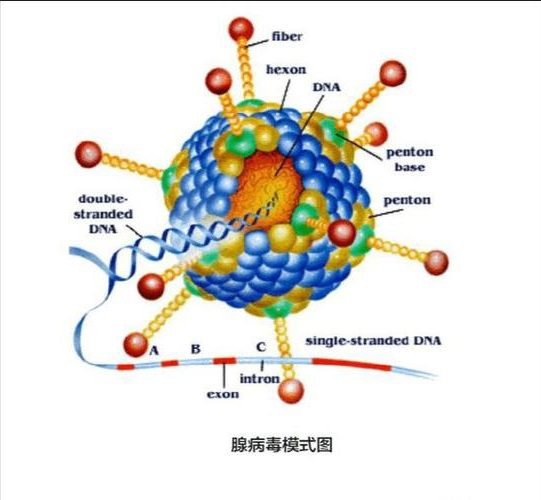 犬腺病毒1/2型蛋白;犬腺病毒1型蛋白;犬腺病毒2型蛋白;犬