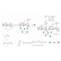 透明质酸水凝胶包载光敏剂PpIX和抗癌药物阿霉素（DOX）