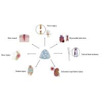 姜黄素(Cur)-聚氨酯(PU)通过原位共聚法形成水凝胶