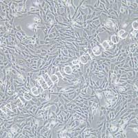 PA317 小鼠胚胎成纤维细胞/STR鉴定/镜像绮点(Cellverse)