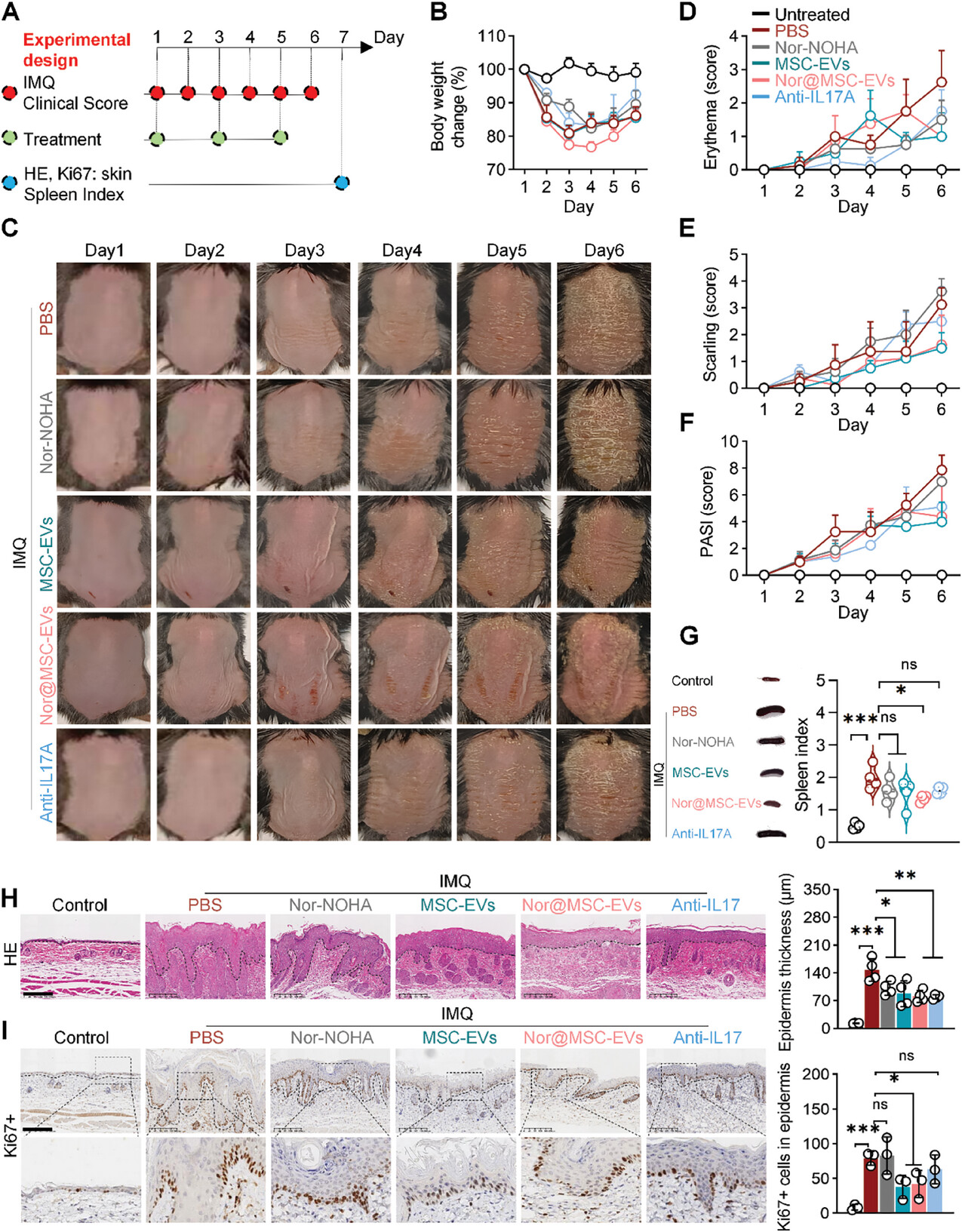 细胞增殖 细胞增殖