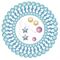 200nm空白脂质体表面修饰黄色荧光 Yellow Fluorescent liposomes