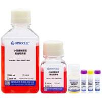 小鼠肾类器官完全培养基