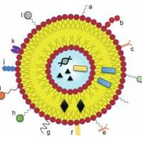 抗黏附肽(YIGSR)修饰长循环载药脂质体定制 靶向载药长循环脂质体定制