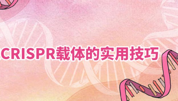 CRISPR-Cas9系统设计与载体优化的黄金法则