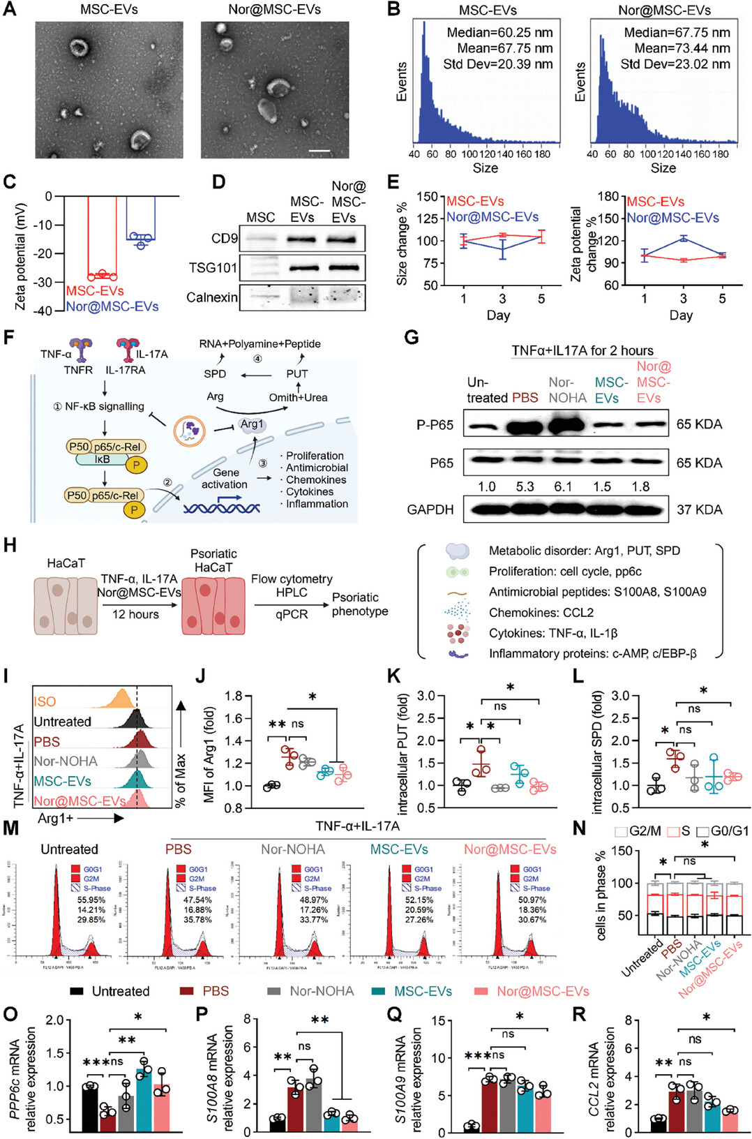 外泌体鉴定 外泌体鉴定