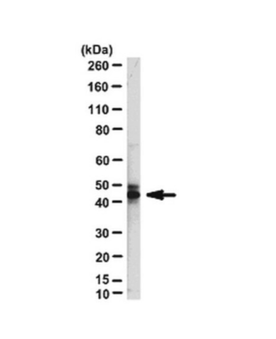 Sigma货号ABN91抗-NeuN抗体1361163138
