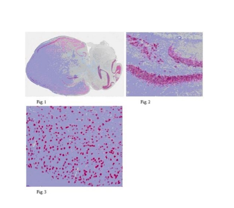 Sigma货号ABN91抗-NeuN抗体1361163138