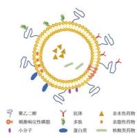 脑胶质瘤靶向肽（T7/HAIYPRH）长循环载药脂质体定制  靶向载药长循环脂质体定制