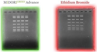 Liposoma BV-Midori Green Advance绿色无毒核酸染料(25000X)-助力科研加速